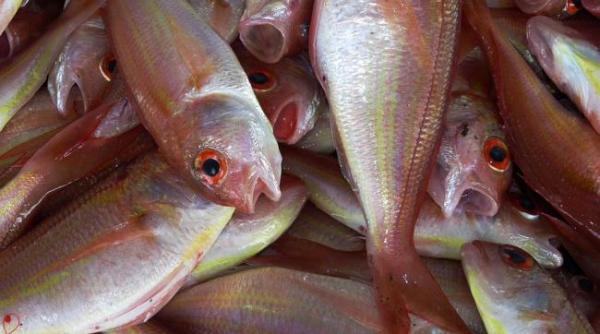 consumul de peste gras creste sansele de supravietuire a bolnavilor diagnosticati cu cancer intestinal