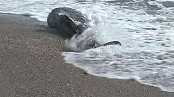 numar record de delfini morti pe plajele bulgariei