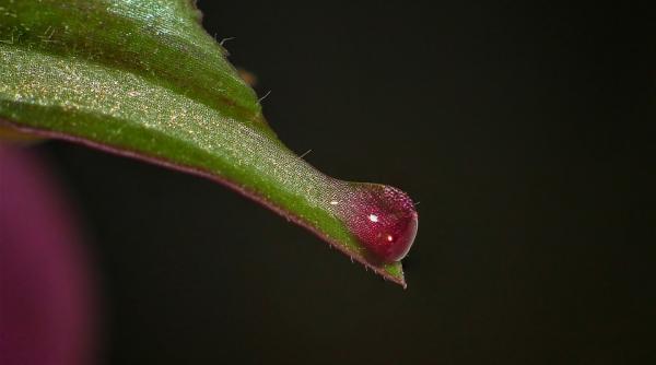 10 sucuri care lutpa contra cancerului