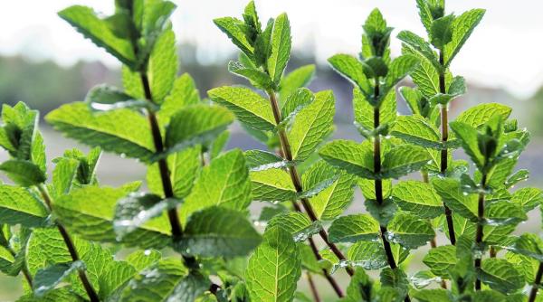 alimentele care te scapa de dureri de stomac