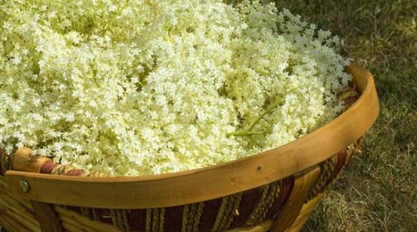 naturisme soc si mesteacan in lupta cu kilogramele