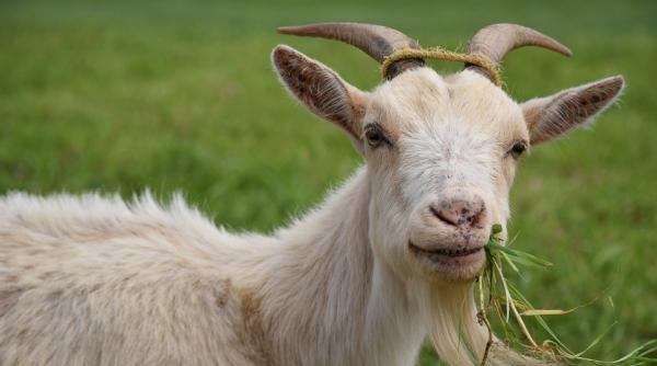 autoritatile bulgare au identificat sase tone de lapte de capra importat ilegal din romania