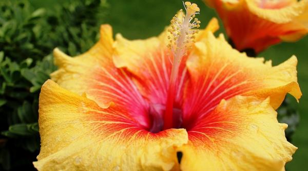 efectele minunate ale ceaiului de hibiscus