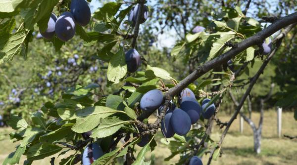 productia record de prune ne baga in liga greilor
