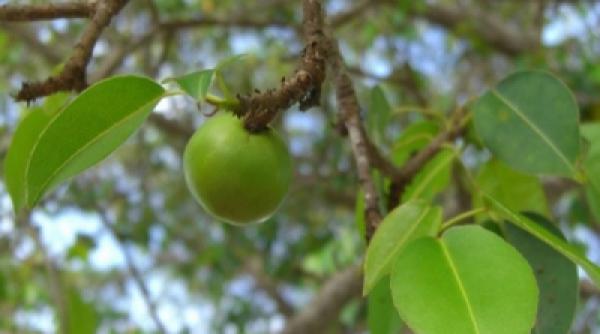 video copacul mortii cel mai periculos arbore din lume care te poate ucide prin simpla atingere