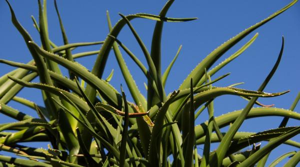 cum sa previi bolile de stomac in mod natural