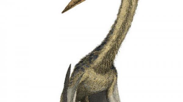 uriasul din hateg la antipa