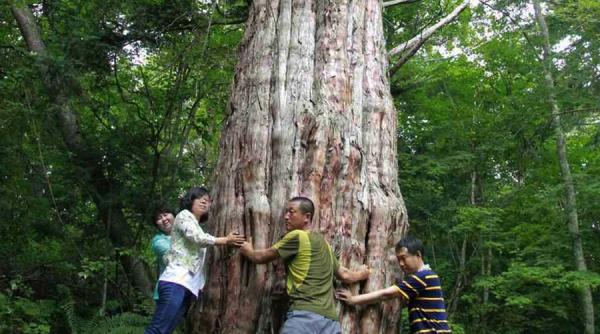 un arbore viu vechi de 3 000 de ani descoperit in china