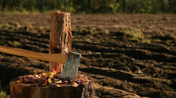 ministrul mediului nu se mai defriseaza se taie sofisticat