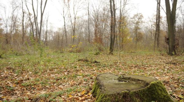 suceava copil de 12 ani gasit mort la liziera unei paduri