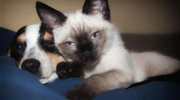 care sunt diferentele intre iubitorii de caini si cei de pisici