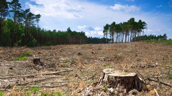 bani de la stat pentru paza padurilor private