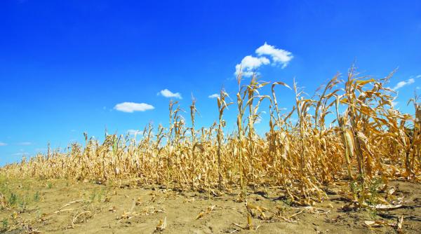 despagubiri pentru seceta