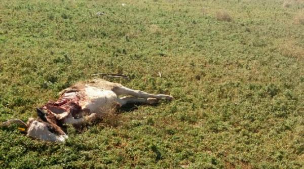 haita de 60 de caini tine sub teroare o localitate constanteana