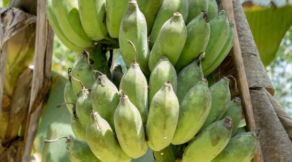 bananele pe cale de disparitie