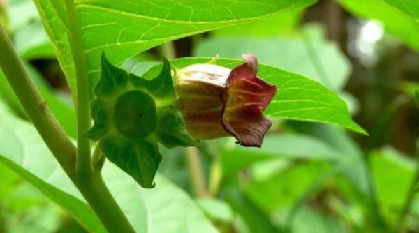 leacuri si credinte matraguna cum o folosesti ca leac de dragoste