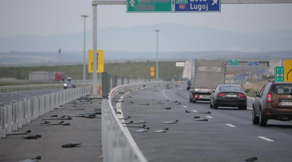 foto video furtuna a facut prapad in judetul timis