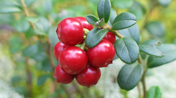 merisorul tratament miraculos pentru numeroase boli