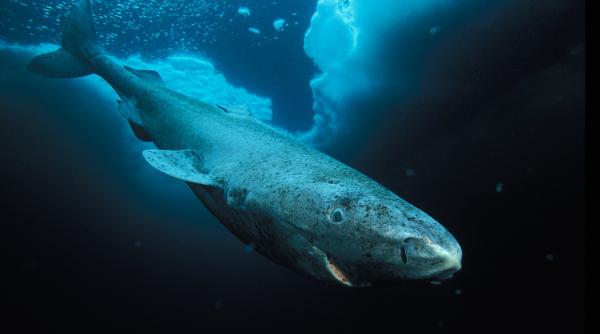 rechinul de groelanda veteranul de 400 de ani