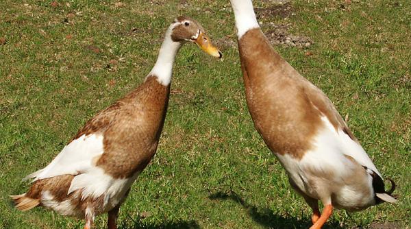 video metoda inedita adoptata de o podgorie pentru a scapa de daunatori