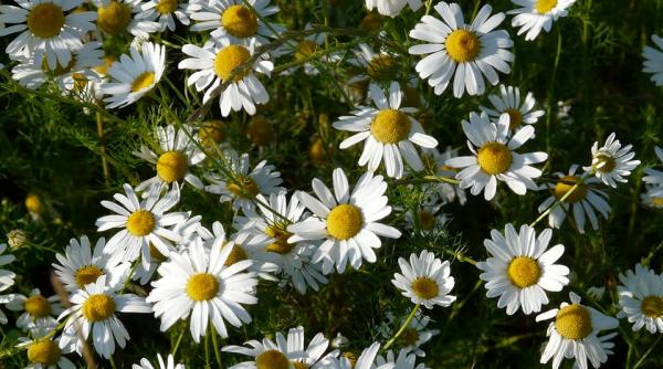 cele mai bune remedii contra starilor nervoase