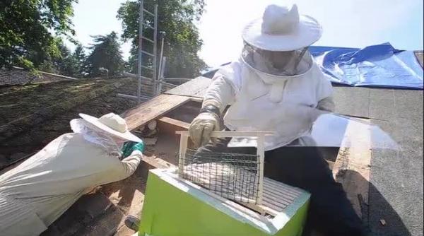 de ce picura miere din peretii unui spital din marea britanie