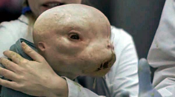 hibrizii om animal din laboratoare in slujba medicinei