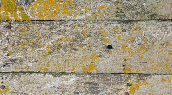 solutiile naturale care te scapa de mucegai