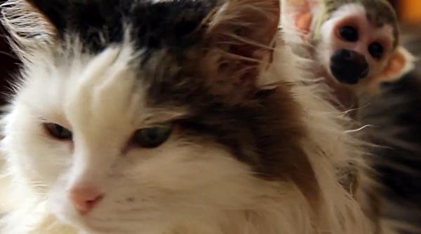 video o pisica salveaza un pui de maimuta dupa ce a fost respins de mama