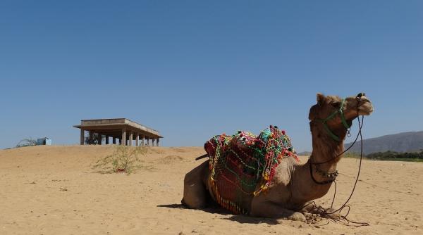 racelile hibernale ale oamenilor provin de la camile