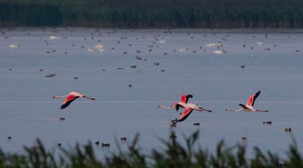 senzatie in romania 4 pasari flamingo au ajuns in delta dunarii
