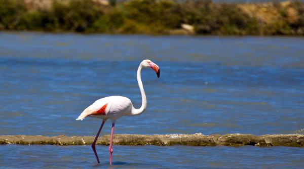 raritate s au stabilit flamingi in delta dunarii