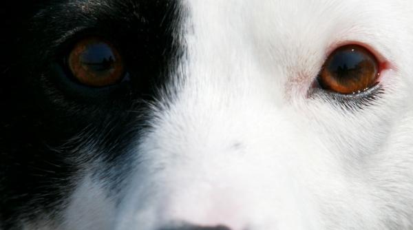 tanar din targu carbunesti retinut pentru ranirea unui patruped