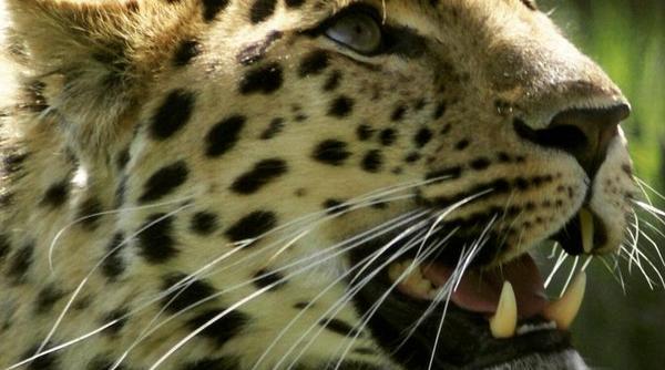 un exemplar de leopard de amur subspecie protejata a fost reperat in nord estul chinei