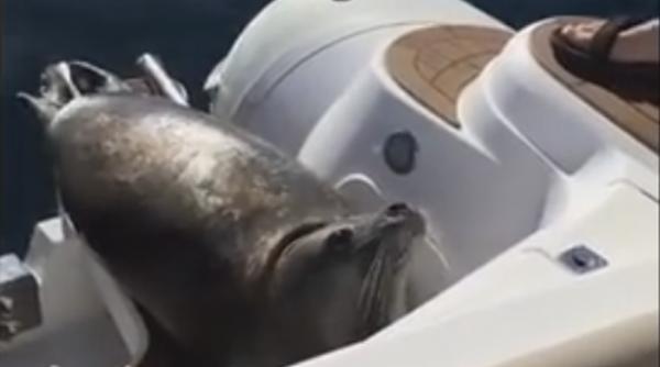 video o foca atacata de balene orca se refugiaza pe o salupa plina cu oameni