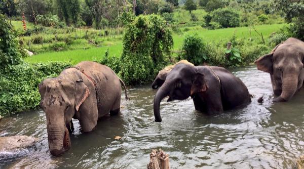 fermierii thailandezi folosesc armate de albine pentru a izgoni elefantii de pe culturi