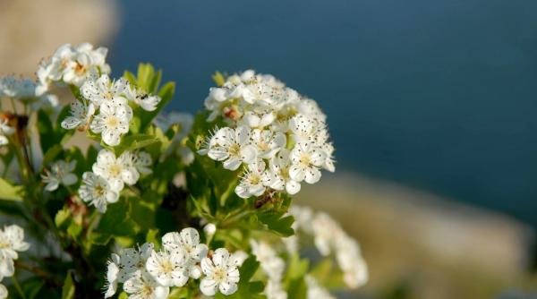 naturisme inima iubeste paducelul