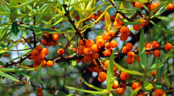 la ce te ajuta cura de fructe de catina