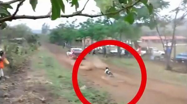 video cel mai norocos caine din lume