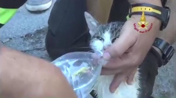 o pisica salvata la cinci zile de la cutremur din daramaturile din amatrice si a regasit stapana