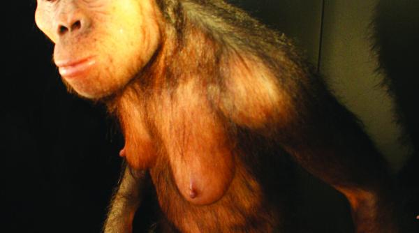 autopsie dupa 3 18 milioane de ani