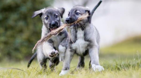 s au nascut primii caini gemeni identici