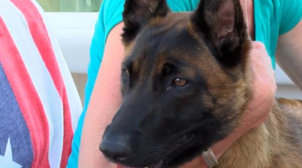 un caine a inotat 10 km si a mers alti 19 km ca sa si gaseasca familia