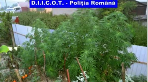 cultura de canabis descoperita de procurorii diicot in orasul tecuci