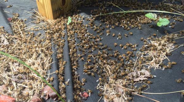 video isteria zika a ucis milioane de albine in carolina de sud sua