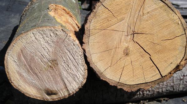 industria mobilei si lemnului in criza