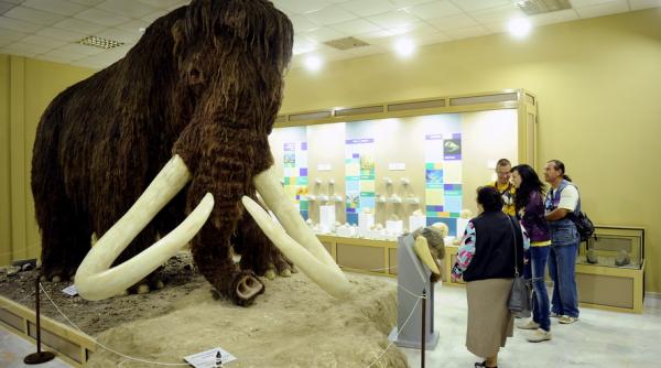 mamutii ar putea deveni specie protejata prin lege