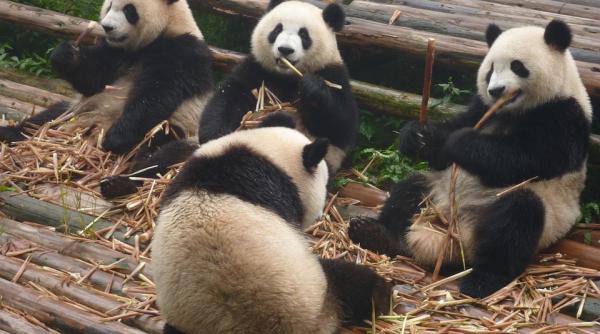 ursii panda gigant nu mai sunt o specie pe cale de disparitie