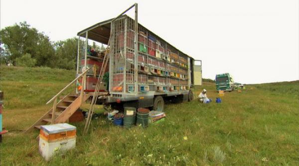 in romania curge miere pentru altii