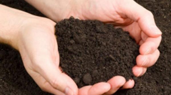 secretele gradinaritului 5 metode naturale eficiente de imbunatatire a solului